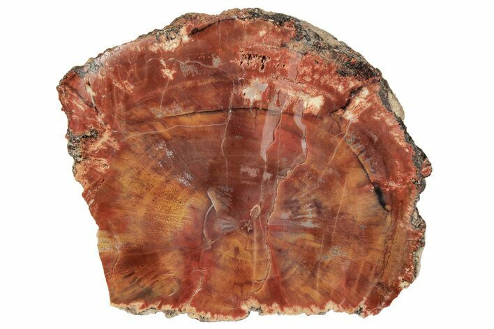 Polished, Petrified Wood (Araucarioxylon) - Arizona #193702